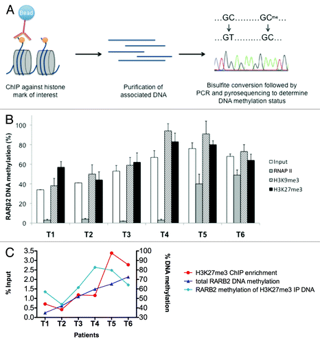 Figure 2. Co-existence of H3K27me3 and DNA methylation at the RARβ2 promoter. (A) Schematic representation of the ChIP-BS-pyro experimental procedure. (B) Average percentage of RARβ2 promoter methylation measured by bisulfite conversion-pyrosequencing on input samples, RNAP II, H3K9me3 and H3K27me3 immunoprecipitated DNA. Results are presented for samples named T1 to T6 as mean +/− SD of PCR technical replicates. (C) Graphic representation of H3K27me3 ChIP enrichments at the RARβ2 promoter with RARβ2 methylation levels on total DNA and after H3K27me3 immunoprecipitation (IP) in the six patient samples (expressed as average methylation percentage).