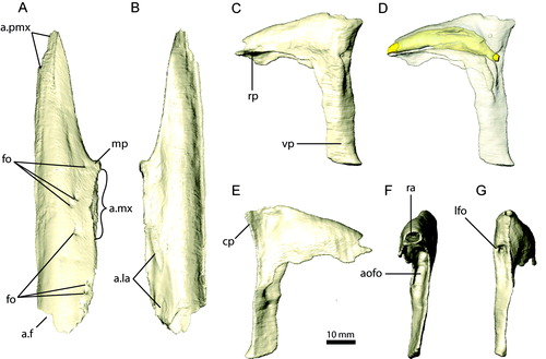 FIGURE 5. Right nasal and left lacrimal of Erlikosaurus andrewsi (IGM 100/111). Right nasal in A, dorsal and B, ventral views. Left lacrimal in C, D, lateral, E, medial, F, rostral, and G, caudal views. Bone in D rendered transparent to visualize internal neurovascular/pneumatic structures (in yellow). Abbreviations: a.f, frontal articulation; a.la, lacrimal articulation; a.mx, maxilla articulation; a.pmx, premaxilla articulation; aofo, antorbital fossa; cp, caudal process; fo, neurovascular foramina; lfo, lacrimal foramen; ra, rostral aperture; rp, rostral process; vp, ventral process.