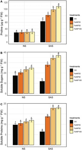 Figure 7. Quantification of changes in osmolytes in tomato leaves in control and FeONP-treated plants under NS and SAS. (A) Proline, (B) soluble sugars, and (C) soluble proteins. The data represent the mean values obtained from three independent experiments with error bars indicating standard errors. Bars marked with distinct letters denote significant differences, as determined by the Duncan test (p < 0.05).