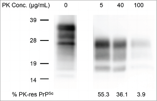 FIGURE 1. Comparison of PrPSc in brains digested with various PK concentrations. PrPSc was detected with anti-PrP mAb T2. The PK concentrations are shown on the top of each lane. The % PrPSc values are indicated at the bottom of each lane. Molecular marker sizes are indicated on the left.