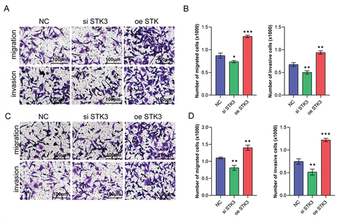 Figure 3 STK3 promotes OSCC cells migration and invasion. (A) STK3 promoted HSC-3 cells migration and invasion; Transwell assays showed in upper line and cell invasion assays showed in down line (bar = 100 μm). (B) Quantifications of transwell and invasion assays. (C) STK3 promoted MOC1 cells migration and invasion; Transwell assays showed in upper line and cell invasion assays showed in down line (bar = 100 μm). (D) Quantifications of transwell and invasion assays. Statistical significance relative to NC group, *P < 0.05, **P < 0.01, ***P < 0.001.