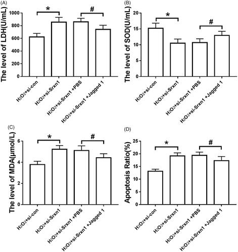 Figure 6. Jagged 1 can attenuate the effect of knockdown Srxn1 on H2O2 induced oxidative damage and apoptosis in astrocytes. Note: (A) LDH release in astrocytes induced by hydrogen peroxide after Jagged 1 pretreatment and knockdown of Srxn1; (B) SOD activity in astrocytes induced by hydrogen peroxide after Jagged 1 pretreatment and knockdown of Srxn1; (C) MDA content in astrocytes induced by hydrogen peroxide after Jagged 1 pretreatment and knockdown of Srxn1; (D) hydrogen peroxide after Jagged 1 pretreatment and knockdown of Srxn1. 2 apoptosis rate induced by astrocytes. Compared with H2O2+si-con group, *P < .05; compared with H2O2+si-Srxn1 + PBS group, *P < .05.