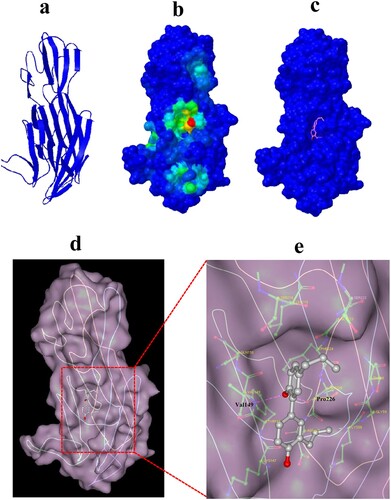 Figure 6. Computational characterization of Honokiol binding to Hla. (a) The monomeric structure of Hla is depicted based on homology modelling. (b) Close-up of the Honokiol docking site (the best energy mode) on the surface of Hla (red dot). Surface presentation demonstrating the structure of Hla (blue). c Binding pose of Honokiol in the binding pocket of Hla. (d) The final conformation of Honokiol bound to Hla. (e) The structure of the binding model shows the interaction of Honokiol with Hla residues in the binding pocket. Honokiol moieties are coloured gray and rendered as a stick representation.