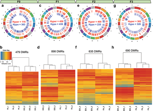 Figure 3. Transgenerational DMRs after F0 exposure to folic acid are found in each consecutive generation and are able to distinguish DDI- from FA-lineage specimens. (a, c, e, g) Circos plots depict the relative location of DMRs distributed across the genome in the F0 generation (a), the F1 generation (c), the F2 generation (e), and the F3 generation (g). Hypermethylated DMRs are shown in red. Hypomethylated DMRs are shown in blue. (b, d, f, h) Heatmaps show the unsupervised hierarchical clustering of tested samples as determined using the DNA methylation levels from CpGs contained within identified generational DMRs for the F0 generation (b), the F1 generation (d), the F2 generation (f), and the F3 generation (h). Low methylation is depicted in blue. High methylation is depicted in red.