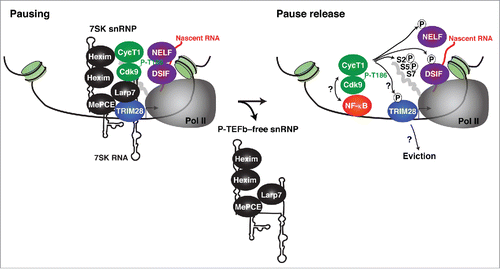 Figure 4. Model for the assembly of the TRIM28-7SK snRNP complex on chromatin: current knowledge and future challenges. TRIM28 recruits the 7SK snRNP complex to promoter-proximal regions containing the negative elongation factors (NELF and DSIF) that induce Pol II to pausing. In response to TNF stimulation, NF-κB is recruited to target promoters and P-TEFb is simultaneously released from the 7SK snRNP by the action of Cdk9 T-loop phosphatases (seeCitation33,64 for examples). Then, the precise molecular steps and ordered recruitment remain poorly understood. It is unclear whether NF-κB binds P-TEFb directly to stimulate Pol II pause release,Citation44 or via BRD4,Citation65,66 which could also help release P-TEFb from the 7SK snRNP in combination with the action of the Cdk9 T-loop phosphatases. In addition, the P-TEFb-free snRNP and TRIM28 appear to be dislodged from chromatin. It would be interesting to determine whether P-TEFb phosphorylates TRIM28 and whether this molecular event promotes its eviction from chromatin (similarly to NELF ejection from Pol II). The eviction of TRIM28 and the P-TEFb-free snRNP from chromatin could promote that released P-TEFb is ‘hands off’ to NF-κB,Citation44 or another subunit of the transcriptional apparatus that brings P-TEFb in proximity to its substrates to promote molecular crowding and kinase activity or promote SEC assembly. The question mark (?) is to indicate a lack of understanding of the highlighted steps in the transcription cycle. Further studies are required to precisely define these uncertainties.