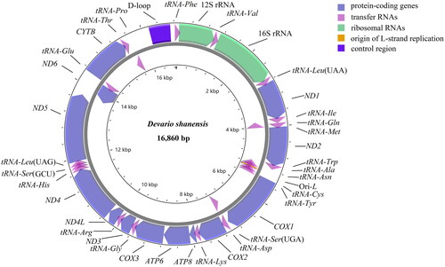 Figure 2. The mitochondrial genome gene map of devario shanensis displays the localization of genes situated on the heavy and light strands, with arrows pointing in opposite directions to indicate their transcriptional orientation. Genes encoded on the heavy strand are depicted outside the circle, while those on the light strand are shown inside.