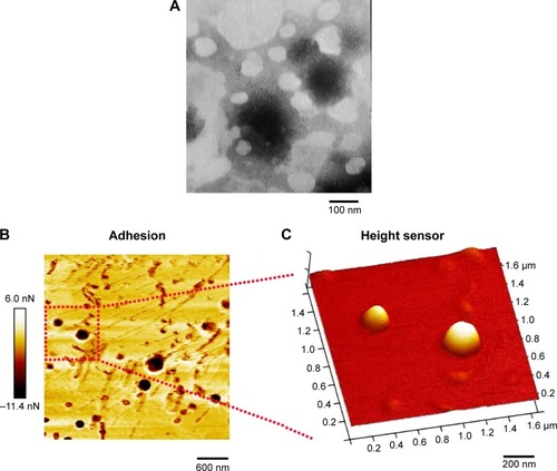Figure 6 Micrographs of A-L.Notes: (A) TEM image of A-L. AFM topographic images of A-L in (B) the adhesion channel and (C) the height sensor channel obtained by quantitative nanomechanical analysis.Abbreviations: ACPP, activatable cell-penetrating peptide; AFM, atomic force microscopy; A-L, ACPP-modified liposomes; TEM, transmission electron microscopy.