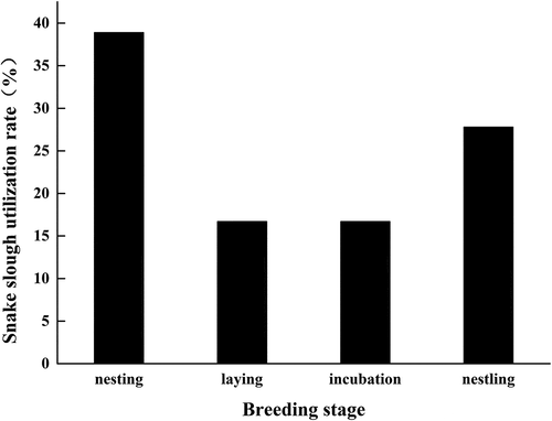 Figure 1. Addition of snake slough to the nest by crested mynas during the breeding period