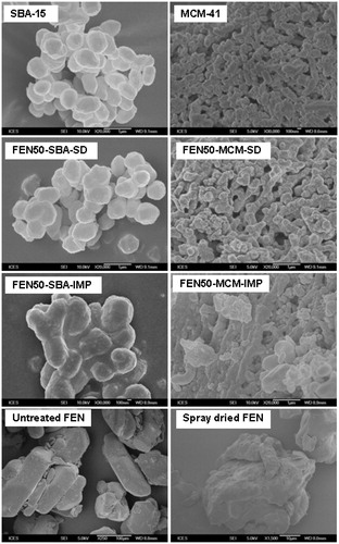 Figure 2. The SEM images of mesoporous silica after drug loading.