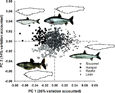 FIGURE 4. The first two principle components of geometric body shape plotted for MCLUST model group assignments; grey triangles = sicsowet, black dots = humper, grey dots = putative redfin, plus symbols (+) = lean. The outlines represent body shape variation along PC 1 and PC 2. [Figure available online in color.]