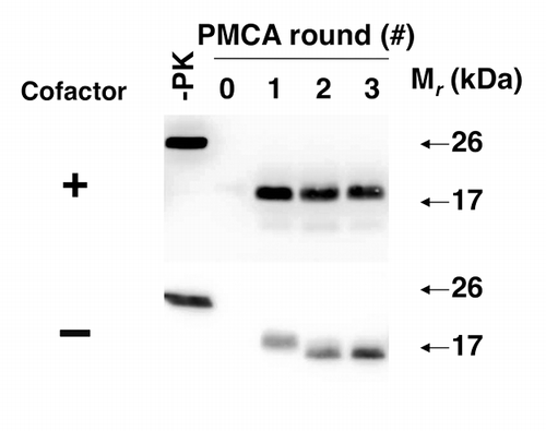 Figure 3. Adaptation of autocatalytic PrPSc molecules upon cofactor withdrawal.Citation25 western blots of reconstituted sPMCA reactions. All reactions were initially seeded with cofactor PrPSc molecules, and subsequently propagated in substrate cocktails containing recPrP with or without cofactor, as indicated.