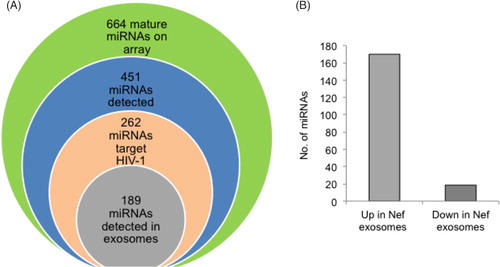 Fig. 5 HIV targeting host miRNAs are preferentially secreted into U937/Nef-EYFP exosomes. (A) Diagram showing the correlation between HIV targeting miRNAs and Nef exosomal miRNAs. All the detected miRNAs were screened for potential binding sites on 2 different HIV-1 genomes (NL4-3 and IndieC1) using the MicroInspector algorithm (http://bioinfo.uni-plovdiv.bg/microinspector/); the identified miRNAs were verified using the RNAHybrid algorithm (http://bibiserv.techfak.uni-bielefeld.de/rnahybrid/). (B) miRNAs present in exosomes that can potentially target the HIV-1 genome are separated based on whether their levels are higher or lower in Nef compared to control exosomes.