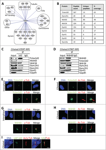 Figure 3. Tctex1d2 and Wdr60 associate with cytoplasmic dynein complex 2 and localize to the base of the cilia in ciliated cells. (A) Cytoscape analysis showing that Tctex1d2 interacts with the Dync2 complex along with tubulin isoforms, microtubule binding proteins, centrosome associated proteins, proteins associated with ciliogenesis, and proteins implicated in other cellular roles in ciliated cells. (B) Summary of mass spectrometry data for Dync2 subunits identified in the LAP-Tctex1d2 purification from ciliated HEK293 cells, including protein name, number of peptides identified, number of unique peptides, and percent protein coverage. (C and D) Reciprocal co-IPs of endogenous Tctex1d2 and Wdr60 from ciliated hTERT-RPE cells, using anti-Tctex1d2 or anti-Wdr60 antibodies. Immunoblot analysis shows that Tctex1d2 and Wdr60 co-IP with each other and both IP Dync2 subunits. (E–H) Immunofluorescence microscopy of fixed interphase or ciliated hTERT-RPE cells stained with Hoechst 33342 DNA dye, anti-γ-tubulin, anti-Tctex1d2 (E and F), or anti-Wdr60 (G and H) antibodies. Bar= 5 μm. Lower panels show a zoom view of the MTOC region (E and G) or the base of the cilium (F and H). Bar= 2 μm. (I) Immunofluorescence microscopy of fixed ciliated hTERT-RPE cells expressing LAP-Tctex1d2 showing that Tctex1d2 localizes to the ciliary base and axoneme. Cell staining was as described in (C). Bar= 2 μm.
