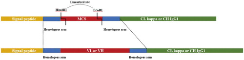 Figure 2. Partial constructs of the expression vector and the illustration of homologous recombination.