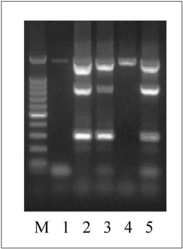 Figure 3.  Multiplex PCRs from multiple displacement amplification (MDA) products of Salmonella enteritidis LK5. MDA products amplified from approximately 600 (lanes 1 and 2), 60 (lane 3), and 6 (lane 4) colony-forming units (cfus) were used as templates to amplify three loci in multiplex PCR (294 bp for sdf I; 800 bp for rpoS promoter; 1300 bp for 16S rRNA gene). The MDA reactions were performed using genomic DNA released by heating at 98°C for 10 min in the presence of 2× PCR buffer except lane 1, which contained double-distilled water instead. S. enteritidis LK5 genomic DNA was used as a positive control for the mutiplex PCR (lane 5). A 100-bp DNA ladder (Promega, Madison, WI, USA) was used as a standard marker (M).