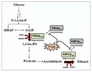 Figure 1 Schematic representation of increasing thioredoxin levels in the activity of Tdh3p and Adh1p.
