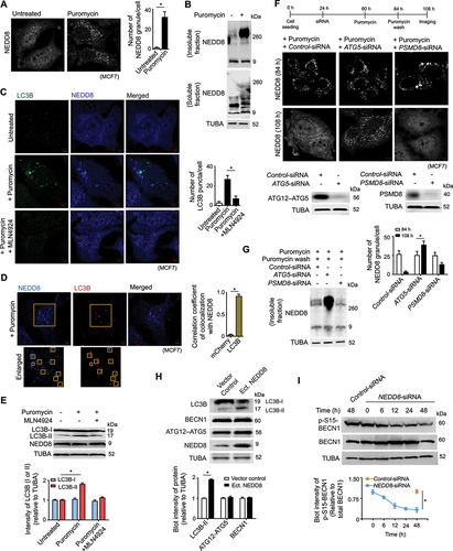 Figure 2. NEDD8 clears proteotoxic stress-induced protein aggregates by autophagy. (A and B) MCF7 cells untreated or treated with puromycin [15 μg/ ml] for 24 h. (A) confocal immunofluorescence microscopy images of NEDD8 granules and mean ± SD quantification of NEDD8 granules; ~ 150 cells analyzed in each sample (* P < 0.05). (B) representative immunoblot of NEDD8 from insoluble and soluble fractions of cell extracts. (C) MCF7 cells were untreated or pretreated with 1 μM MLN4924 for 12 h and then exposed to puromycin [15 μg/ml] for 24 h. Confocal immunofluorescence microscopy images of NEDD8 and LC3B. Quantification of LC3B puncta with mean ± SD in cells; ~ 150 cells analyzed in each sample (* P < 0.05). (D) Representative confocal immunofluorescence microscopy image of colocalization of LC3B with NEDD8 granules in puromycin-treated [15 μg/ml] MCF7 cells. Inset depicts enlarged images of NEDD8 and LC3B positive puncta marked with yellow rectangles. Correlation coefficient of colocalization of NEDD8 granules with LC3B as compared to mCherry in MCF7 cells, ~ 50 cells analyzed in each sample (* P < 0.05). (E) Representative immunoblot of LC3B and NEDD8 for the condition described as in (C), with densitometric quantification of the LC3B-I and LC3B-II bands relative to TUBA of immunoblots (* P < 0.05). (F and G) ATG5, PSMD8 and control knockdown MCF7 cells were treated with puromycin [15 μg/ml], followed by washout of puromycin with normal cell culture medium as presented in timeline of the experiment. (F) confocal immunofluorescence microscopy images of NEDD8 just before and 24 h after puromycin wash. Mean ± SD quantification of NEDD8 granules in different knockdown cells at different timepoints, ~ 150 cells analyzed in each sample (* P < 0.05). Immunoblot of ATG5 and PSMD8 from lysate of control, ATG5 and PSMD8 knockdown cells respectively. (G) Representative immunoblot of NEDD8 from the insoluble fraction of cell lysate of control, ATG5 and PSMD8 knockdown MCF7 cells. (H) Representative immunoblot of autophagy marker proteins from lysate of control and NEDD8 overexpressing MCF7 cells. Densitometric quantification of bands of autophagy marker proteins relative to TUBA of blots (* P < 0.05). (I) Representative immunoblots of phosphoserine 15-BECN1 [p-S15-BECN1] and BECN1 in a time-chase experiment from lysate of control and NEDD8 knockdown MCF7 cells. Densitometric quantification of p-S15-BECN1 relative to BECN1 of the immunoblots (* P < 0.05). TUBA is the loading control in immunoblots. Scale bars in confocal microscopy images: 5 μm, and 1 μm for enlarged images. All the presented microscopy and immunoblot data are representative of at least three independent experiments.