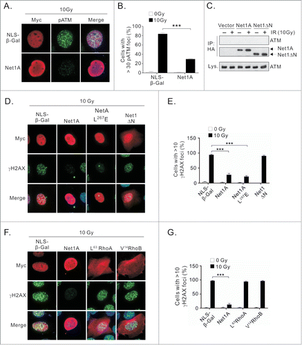 Figure 3. Net1A overexpression suppresses H2AX-IRIF formation independent of Rho GTPase activation. (A) Net1A overexpression suppresses pATM accumulation in irradiation induced nuclear foci (IRIF). MCF7 cells were transfected with Myc-epitope tagged NLS-β-Gal or HA epitope-tagged wild-type Net1A. After 48 h, the cells were treated 10 Gy IR, fixed and stained for pATM. Shown are representative cells from 3 independent experiments. (B) Quantification of pATM in transfected cells. pATM was measured for at least 100 cells/experiment. Data shown are the average of 3 independent experiments. Errors are SEM. *** = P < 0.001. (C) ATM does not interact with HA-Net1A. MCF7 cells were transfected with HA-Net1A or HA-Net1ΔN, treated or not with IR, and tested for interaction with endogenous ATM by co-immunoprecipitation. Shown is a representative experiment from 3 independent experiments. (D) Catalytic activity is not required for γH2AX suppression by overexpressed Net1A. MCF7 cells were transfected with NLS-β-Gal, wild-type Net1A, catalytically-inactive Net1A L267E, or constitutively active Net1A lacking the N-terminal domain (Net1ΔN). After 48 h, the cells were treated 10 Gy IR, fixed and stained for γH2AX. Shown are representative cells from 3 independent experiments. (E) Quantification of suppression of γH2AX IRIF by Net1A. γH2AX was measured for at least 100 cells per experiment. Data shown are the average of 3 independent experiments. Errors are SEM. *** = P < 0.001. (F) MCF7 cells were transfected with NLS-β-Gal, wild type Net1A, constitutively active RhoA (L63RhoA), or constitutively active RhoB (V14RhoB). After 48h the cells were treated 10 Gy IR, fixed and stained for γH2AX. Shown are representative cells from 3 independent experiments. (G) Quantification of γH2AX in Rho GTPase transfected cells. γH2AX was measured for at least 100 cells per experiment. Data shown are the average of 3 independent experiments. Errors indicate SEM. *** = P < 0.001.
