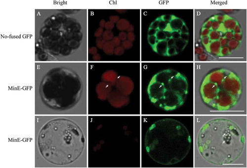 Figure 6. Subcellular localization of the MeMinE protein in cassava mesophyll protoplasts.Samples were visualized under a confocal microscope. A to D show images of no-fused GFP plasmid protoplasts used as negative control. E to H and I to L show images of MeMinE-GFP plasmid protoplasts. Bright field images of protoplasts, chlorophyll autofluorescence (Chl), and GFP signals as well as merged images of GFP are shown. Scale bar represents 10 µm.