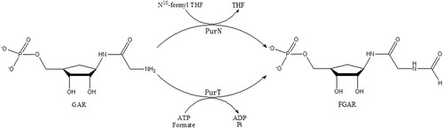 Figure 1. Scheme of the reactions catalyzed by two GAR transformylases, PurT and PurN. In the third step of the de novo purine nucleotide biosynthesis pathway, PurT uses formate and ATP to catalyze GAR to N-formyl-GAR (FGAR), while PurN uses 10-formyltetrahydrofolate in this reaction.