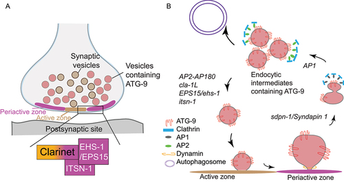 Figure 1. Schematic diagrams of presynaptic sorting of ATG-9 and genetic regulations. (A) Schematic of the presynaptic compartment. The active zone and the adjacent periactive zone cooperate in regulating the sorting of synaptic vesicles and ATG-9 containing vesicles. The large active zone protein CLA-1 (long isoform; CLA-1 L) is anchored, via its C terminus, to the active zone, whereas its N terminus interacts with periactive zone proteins EHS-1/EPS15 and ITSN-1/intersectin 1 and regulates presynaptic events such as ATG-9 sorting. (B) Genetic model of presynaptic sorting of ATG-9. We hypothesize based on our data that the adaptor complex AP-1 and SDPN-1/syndapin 1 mediate trafficking of ATG-9 to a transient sorting station from which AP2-AP180 complexes facilitate clathrin-mediated ATG-9 vesicle budding. CLA-1 L, together with presynaptic endocytic proteins that reside in the periactive zone, facilitates the AP2-AP180-mediated ATG-9 vesicle budding. Mutations in the active zone gene cla-1 L result in abnormal accumulation of ATG-9 into endocytic intermediates, and defects in activity-dependent autophagosome formation. The italicized words adjacent to arrows refer to the genes encoding proteins that are necessary for the processes indicated by the arrows.