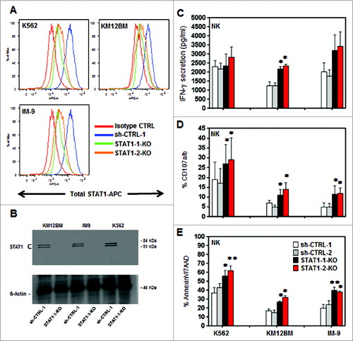 Figure 3. Effects of STAT1 knockdown in hematopoietic tumor cell lines. K562, KM12BM and IM-9 were stably transduced with two independent shRNAs targeting STAT1 and two irrelevant shRNAs as control. (A) The level of total STAT1 expression was evaluated by flow cytometry and (B) western blot analysis. Controls and STAT1-KO cell lines were incubated with primary purified NK effector cells pre-stimulated with 100 Units/mL IL-2 at 1:1 E/T ratio as described in Methods. (C) Levels of IFNγ secretion in culture supernatants, (D) percent NK cells expressing CD107a/b and (E) Killing of STAT1-KO and control cell lines mediated by fresh purified NK. Bars represent the specific lysis of target cells (mean ± SEM) of four different experiments (∗p < 0.05, ∗∗p < 0.01 compared to the isotype control with the highest reactivity).