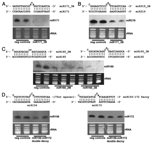 Figure 1. Northern blot analysis of decoy-targeted miRNAs of interest. A bulged (3nt) decoy targeting (A) miR171 and (B) miR319 was embedded in a long non-coding transcript and constitutively overexpressed in soybean, leading to decreased levels of each mature miRNA. (C) A bulged and mismatched decoy was each singly overexpressed in the same long non-coding transcript, each targeting miR160. Levels of mature miR160 were reduced in transformants containing each type of decoy, including one bulge event showing almost total elimination of the miRNA. (D) Levels of mature miR156 and miR172 were simultaneously reduced by overexpressing a double decoy transcript, a long non-coding transcript containing a bulged decoy site targeting miR156, followed by a second bulged decoy site targeting miR172. The decoy sites were separated by a non-coding 75 nucleotide spacer.