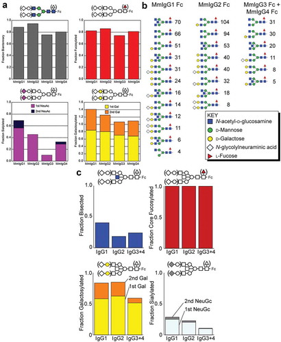 Figure 6. Analysis of the N-glycan composition of the Fcs of MmIgG1-4 expressed in HEK293F cells and present in RM sera. (a) N-glycan composition of the Fcs of MmIgG1-4 expressed in HEK293F is shown with NeuAc = N-acetylneuraminic acid; Gal = galactose. (a) left panel shows the percentage of complex-type N-glycans. The upper right panel shows the percent fucosylated, the lower left shows the percentage with one or two sialic acid residues and the lower right indicates galactosylation. (b) and (c) Composition and configuration of the Fc N-glycan of MmIgG1-4 present in RM sera. Comparable results from a different animal are shown in Figure S3. Fc N-glycans identified by LC-ESI-MS/MS are ranked according to spectral counts (panel B). Incidence of each N-glycan modification observed. NeuGc = N-glycolylneuraminic acid; Gal = galactose (panel C).