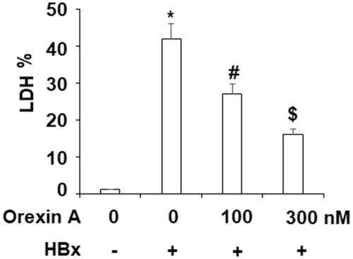 Figure 7. Orexin A attenuates HBx-induced cytotoxicity. L-02 hepatocytes were transfected with the HBx-encoding plasmid for 24 h, followed by treatment with orexin A at a concentration of 100 or 300 nM for another 24 h. Release of LDH was assayed (*, #, $, p < .01 vs previous column group).