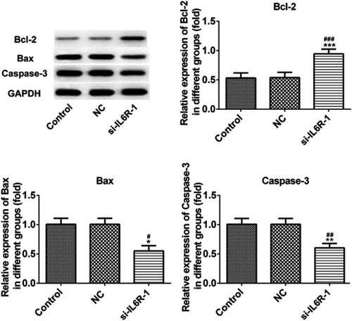 Figure 6 IL-6R inhibition inhibits INS-1E cells apoptosis through downregulation of protein expression. *P<0.05 and **P<0.01 and ***P<0.001 vs control group. #P<0.05 and ##P<0.01 and P<0.001 vs NC group.