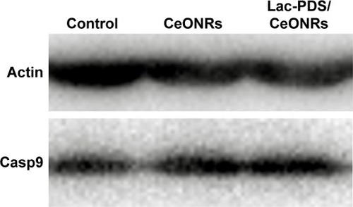 Figure 8 Western blot analysis for Casp9, HepG2 cells cultured with 40 μg/mL CeONRs and Lac-PDS/CeONRs, and the control group treated with the same amount of PBS.Abbreviations: CeONR, CeO2 nanorod; PDS, dithio-polydopamine; PBS, phosphate- buffered saline.