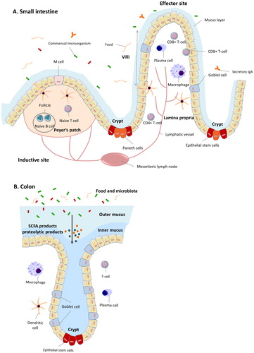 Figure 1. The intestinal immune barrier. (A) The small intestinal immune barrier. The mucus and the underlying closely connected epithelial cells form a barrier between the immune system and luminal content, which contains food and microbiota. Different cells contribute to the maintenance of barrier function and to balancing immune responses. These include intestinal epithelial cells, M cells, Paneth cells, stem cells and goblet cells. The immune components of the gut-associated lymphoid tissue are localized in Peyer’s patches, mesenteric lymph nodes, and lamina propria. (B) The large intestine. Colonocytes and goblet cells are the major cell types of the colonic crypt. Goblet cells produce mucus to form the outer and inner mucus layer which serves as protective barrier. The outer mucus layer harbors the commensal flora.