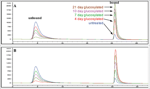 Figure 2. Boronate affinity chromatograms of untreated and forced-glycated antibody samples. The figure shows the chromatograms obtained for control and forced-glycated samples of antibody obtained by boronate affinity chromatography in phosphate buffer (A). Also shown are the chromatographic results obtained for a series of standards made by diluting untreated and 21-day forced-glycated antibody (both samples at the same concentration) at different ratios, where the highest absorbing unbound peak is untreated starting material and the highest bound peak is 21-day forced-glycated material, with 1:3, 1:1, and 3:1 mixtures of these samples representing the remaining three intermediate chromatograms (B). Figure reproduced with permission from Ref.Citation31