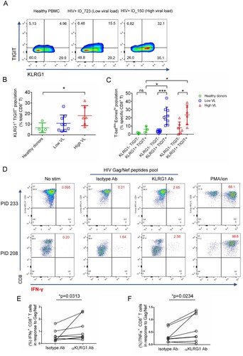 Figure 3. KLRG1 blockade effectively restores the function of HIV-specific CD8+ T cells. (A) Flow cytometry of KLRG1- and TIGIT-expressing CD8+ T cells from the indicated healthy and HIV-infected donors. Numbers indicate the percentage of KLRG1+ TIGIT+, KLRG1− TIGIT−, KLRG1+ TIGIT− and KLRG1− TIGIT+, -expressing cells. (B) KLRG1+ TIGIT+ population is increased in HIV HL-individuals. The percentage of KLRG1+ TIGIT+ cells was analysis by flow in healthy donors (n = 4), HIV LL- (n = 9) and HL- (n = 6) individuals. Mean ± SD, *p < 0.05, student’s t test. (C) A novel KLRG1+ TIGIT+T-betdimEomeshi CD8+ T cell population is significant up-regulated in HIV infected individuals. KLRG1 and TIGIT double negative or double positive cells was extracted from B. Expression of T-bet and Eomes was analyzed. The percentage of KLRG1+ TIGIT+T-betdimEomeshi was shown. Mean ± SD, *p < 0.05, ***p < 0.001, ns, not significant, student’s t test. (D-F) Blocking KLRG1 restores the activation of T cells to HIV peptides stimuli. Ex vivo PBMCs from chronically HIV-infected individuals were stimulated with HIV Gag/Nef peptide pool in the presence of isotype, KLRG1 blocking antibodies. (D) Representative flow cytometry plots with gating for CD8 T cells, showing IFN-γ responses of PBMCs from two HIV-infected individuals (PID 233 and 208). No HIV-1 Gag stimulation with an isotype control is shown as a negative control. A positive control with PMA and ionomycin (1:500) treatment is shown. (E and F). The frequency (%) of IFN-γ (E) and TNFα (F) positive CD8+ T cells (n = 8) is shown. p values were calculated by Wilcoxon matched-pairs signed ranked test. See also Figure S3.