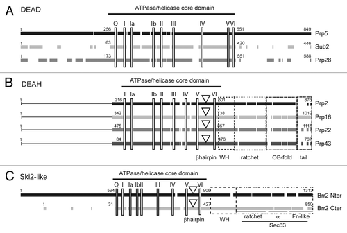 Figure 2. Splicing helicases belong to three distinct families. Primary sequence alignment of S. cerevisiae helicases from the DEAD-box (A), DEAH-box (B) and Ski2-like (C) families involved in pre-mRNA splicing. Black and gray blocks represent the conserved regions within each family. The lines in the amino-termini of DEAH-box helicases indicate the lack of conserved sequences in this region. The positions of the conserved motifs are indicated by vertical rectangles. For DEAH-box and Ski2-like helicases, a downward triangle indicates the position of the β-hairpin proposed to act as a strand separator. Dashed boxes indicate the conserved domains in the carboxy-termini of DEAH-box proteins and in the two helicase modules of the Ski2-like Brr2 helicase. For clarity of the figure we refer to the old nomenclature for conserved motifsCitation19 although a new nomenclature has been proposed.Citation17