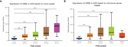 Figure 2 Expression of CKS2 in HCC patients with different pathological grades and stages. (A) CKS2 expression in normal tissues and HCC tissues of varying grades. (B) CKS2 expression in normal tissues and different stages of HCC tissues. *** P<0.001 showed statistical significance.