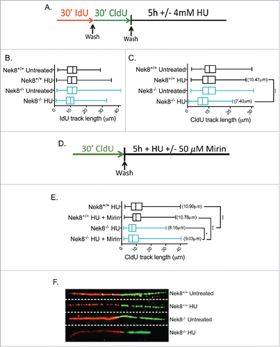 Figure 4. Nek8 prevents replication fork degradation following replication fork stall. A. Schematic of experimental conditions for DNA replication tract assay. Red tracts, IdU; Green tracts, CldU. B. IdU tract length in HU treated or untreated Nek8+/+ and Nek8−/− MEFs. Median tract length is designated in box and whisker plots. C. CldU tract length in HU treated or untreated Nek8+/+ and Nek8−/− MEFs. Mean tract length is denoted in parenthesis and median tract length is designated in box and whisker plots. D. Schematic of experimental conditions for DNA replication tract assay treated with Mirin. Green tracts, CldU. E. CldU tract length in HU treated (4mM, 5 h) and Mirin treated or untreated Nek8+/+ and Nek8−/− MEFs. Mean tract length is denoted in parenthesis and median tract length is designated in box and whisker plots F. Representative DNA fiber images from Nek8+/+ and Nek8−/− MEFs either treated or untreated with HU. (n=∼300 fibers/sample) *** = p < .001, * = p < .05.