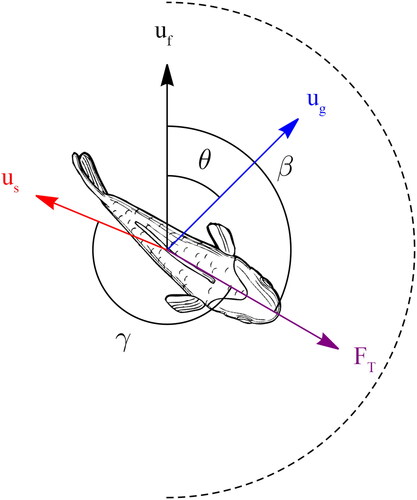 Figure 2. Smolt swim orientation and direction. Orientation is characterized by angle β between time-average flow velocity (u→f) and fish thrust (F→T) vectors. Direction is characterized by angle θ between time-average flow velocity (u→f) and fish velocity with respect to the ground (u→g). Relative direction is characterized by the angle γ between fish thrust (F→T) and fish velocity with respect to the flow (u→s).