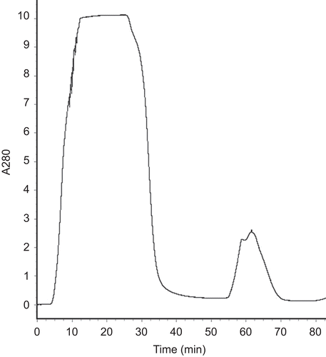 Figure 3.  The elution curve of the Ni2+-chelating affinity chromatography. Fifty microliters of buffer NTA-0 was used to balance the column, then the sample was added. From 0 to 22.5 min was the penetration. After eluted with the elution buffer gradiently. The target protein was obtained at 46–73 min when the imidazole concentration reached at 10 mM.
