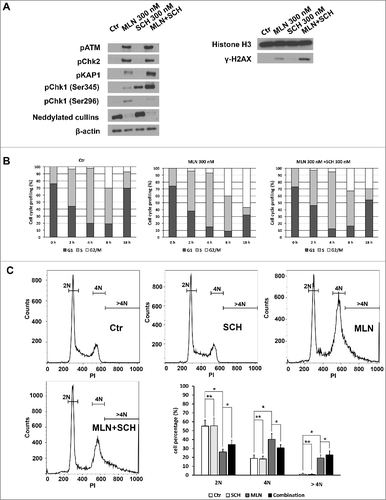 Figure 4. SCH 900776 enhances the DNA damage caused by MLN4924, abrogates G2/M arrest and promotes DNA re-replication. A, Cells were treated with MLN4924, SCH 900776 or the combination of MLN4924 and SCH 900776 at indicated concentrations for 24 hours, followed by IB analysis. B, synchronized Hup-T3 cells were treated with DMSO, MLN4924 or the combination of MLN4924 and SCH 900776, and collected at indicated time points, followed by FACS analysis for cell cycle profiling. C, asynchronized cells were treated with DMSO, MLN4924, SCH 900776 or the combination of MLN4924 and SCH 900776 for 24 hours, followed by FACS analysis. *, P<0.05; **, P>0.05; MLN, MLN4924; SCH, SCH 900776; DMSO, dimethyl sulfoxide; PI, propidium iodide. >4N represents cells having greater than tetraploid DNA content.