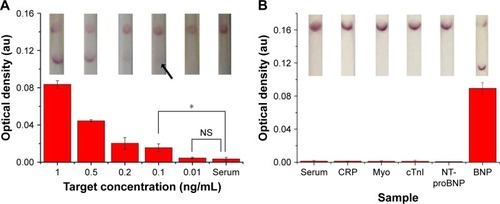 Figure 6 Clinical sample testing using the optimized LFIA.Notes: (A) The sensitivity results of optimized LFIA detect BNP in human sera (the inset shows the images of LFA results in the detection of different concentrations of BNP solutions). (B) The specificity results of optimized LFIA detect BNP in human sera (n=3, *P<0.05) (the inset shows the images of LFA results in the detection of different samples). (The arrow references the detection limit of the results).Abbreviations: BNP, brain natriuretic peptide; CRP, C-reactive protein; cTnI, troponin I; LFIA, lateral flow immunoassay; Myo, myoglobin; NS, no significance; NT-proBNP, N-terminal fragment of BNP precursor.