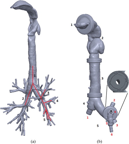 Figure 1. (a) The geometry of the human respiratory tract, obtained by computed tomography (Zhang, Kleinstreuer, and Hyun Citation2012). The red line indicates the branches selected for the in vitro cast up to the fifth generation. (b) CAD model of the in vitro cast. Tract segments are numbered in black; cast outlet connections are numbered in red. The figure inset magnifies a flange between two cast segments with pin placeholders to ensure correct orientation at assembly.