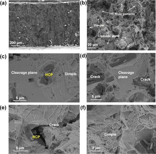 Figure 14. SEM images of the fracture surface of the tensile fractured samples. (a) Overall morphology of the fracture. (b) A magnified fracture morphology image. (c, d) HCP blocking the extension of cleavage plane observed at the cross-section of the tensile sample fracture. (e) Crack termination with HCP phase. (f) Dimple, the main feature of ductile fracture.