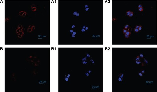 Figure 11 Confocal laser scanning microscope images of the HepG2 cells (A) and the HeLa cells (B) treated with the BSP-H3-DOX micelle solution (A1 and B1) and stained with DAPI (A2 and B2) at 37°C for 4 hours for each panel; the images, from left to right, show DOX (red), DAPI (blue), and a merge of the two images (far right, red and blue).Abbreviations: BSP, branched star polymer; DOX, doxorubicin; DAPI, 2-(4-amidinophenyl)-6-indolecarbamidine dihydrochloride.