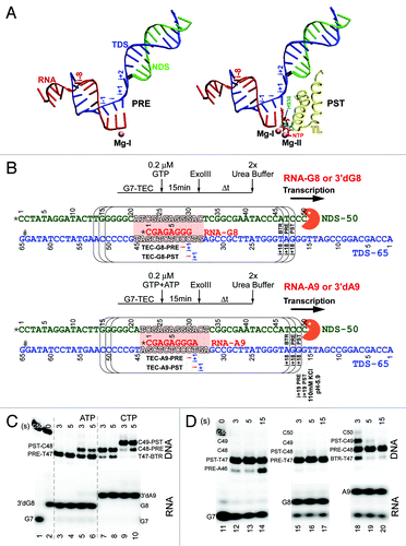 Figure 1. A 9 nt RNA + NTP length gives very strong NTP stabilization of the post-translocation state of the RNAP TEC. (A) Nucleotide scaffolds for pre- and post-translocated TECs (PRE and PST). Template DNA strand (TDS) is blue; non-template DNA strand (NDS) is green; RNA is red. The NTP substrate (red) is in stick representation. Mg2+ is magenta. The closed trigger loop (TL) is yellow. β’ H936 is cyan. The image was derived from PDB 205JCitation5 and drawn using Visual Molecular Dynamics.Citation38 (B) Schematic of experiments for downstream border exo III mapping at TEC-G8 and TEC-A9. * indicates a 32P radiolabel; # indicates a sulfur for oxygen substitution in the TDS to block exo III (orange) digestion. Arrows indicate the upstream to downstream direction of transcription. The positions of the i and i+1 sites are indicated for pre- and post-translocated TECs. At 40 mM KCl, exo III digestion is blocked primarily at the i+18 position. At higher KCl and/or lower pH, digestion can be slowed at i+19 and i+18 (see below). As in panel A, the TDS is blue, the NDS is green and the RNA is red. The TEC bubble is indicated in outlined letters and pink shading. (C) Effects of NTPs (100 μM ATP or CTP) on chain-terminated 3′dG8 and 3′dA9 TECs. Exo III reaction times are in seconds (s). (D) Translocation of G7, G8 and A9 TECs (no chain termination). KCl is 40 mM; pH is 7.9. Backtracked (BTR), pre- (PRE) and post-translocated (PST) TECs are indicated.