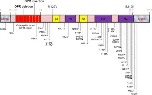 Figure 2 Schematic representation of human PRNP gene with all known mutations and polymorphisms.