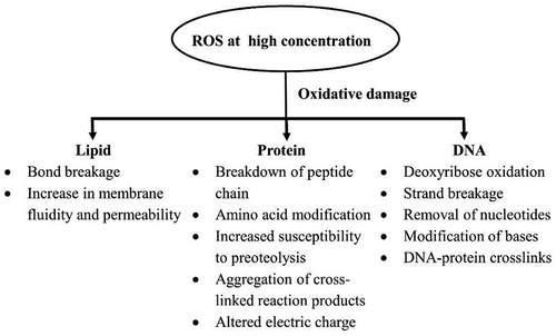 Figure 2. Harmful effects of high concentration ROS within a plant (Sharma et al., Citation2012).