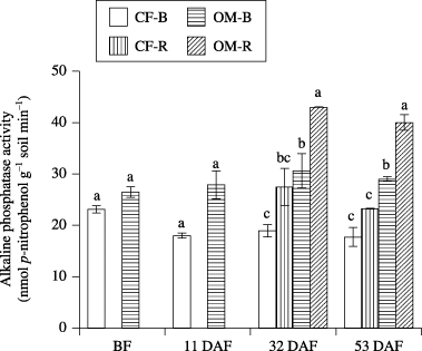 Figure 1  Alkaline phosphatase activity in bulk soil (B) and rhizosphere soil (R) in the chemical fertilizer plot (CF) and organic matter plot (OM). Data are mean ± standard error (n = 2). BF, before fertilization; DAF, days after fertilization. Different letters indicate significant differences (P < 0.05).