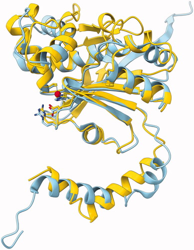 Figure 6. Molecular model of GsaCAβ. Our model constructed using AlphaFold, yellow, superimposed with pea β-CA (PDB 1EKJ, chain C), sky blue. The zinc ion of the catalytic site is shown in red.
