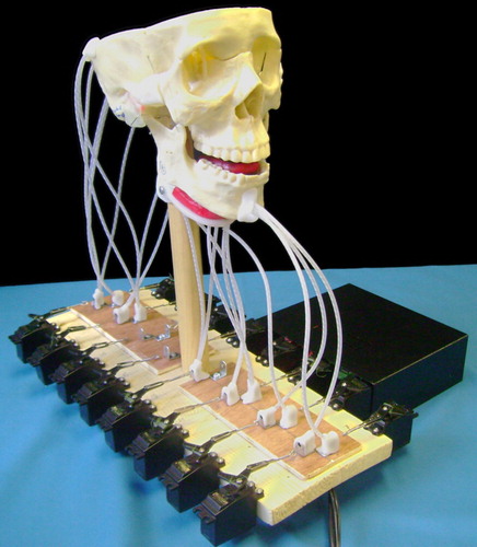 Figure 1. AnTon, the animatronic tongue and vocal tract model.